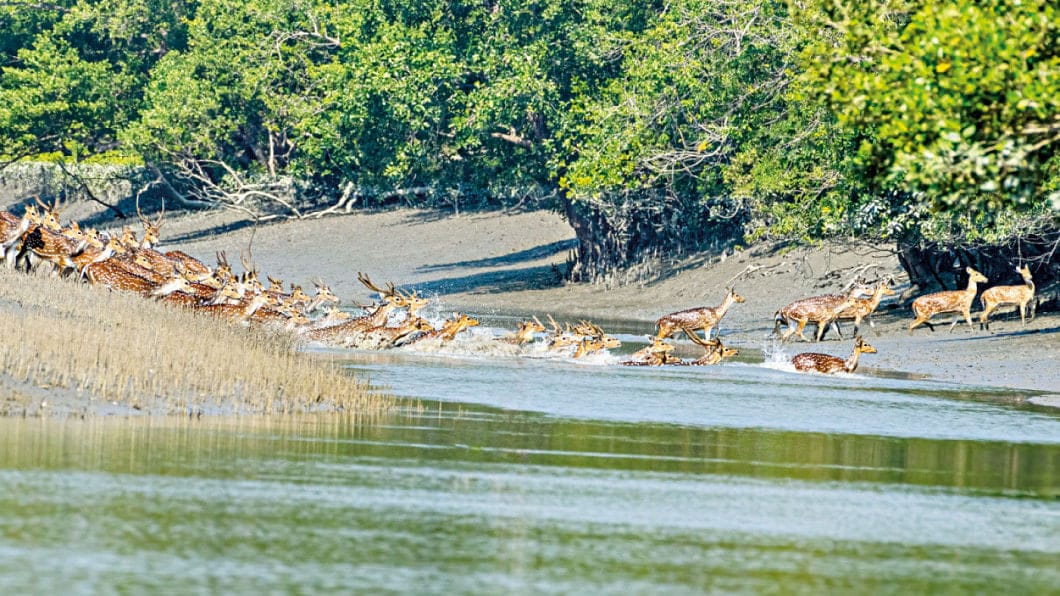 দীর্ঘ ৩ মাস বন্ধের পর সুন্দরবন প্রবেশদ্বার খুলছে আজ