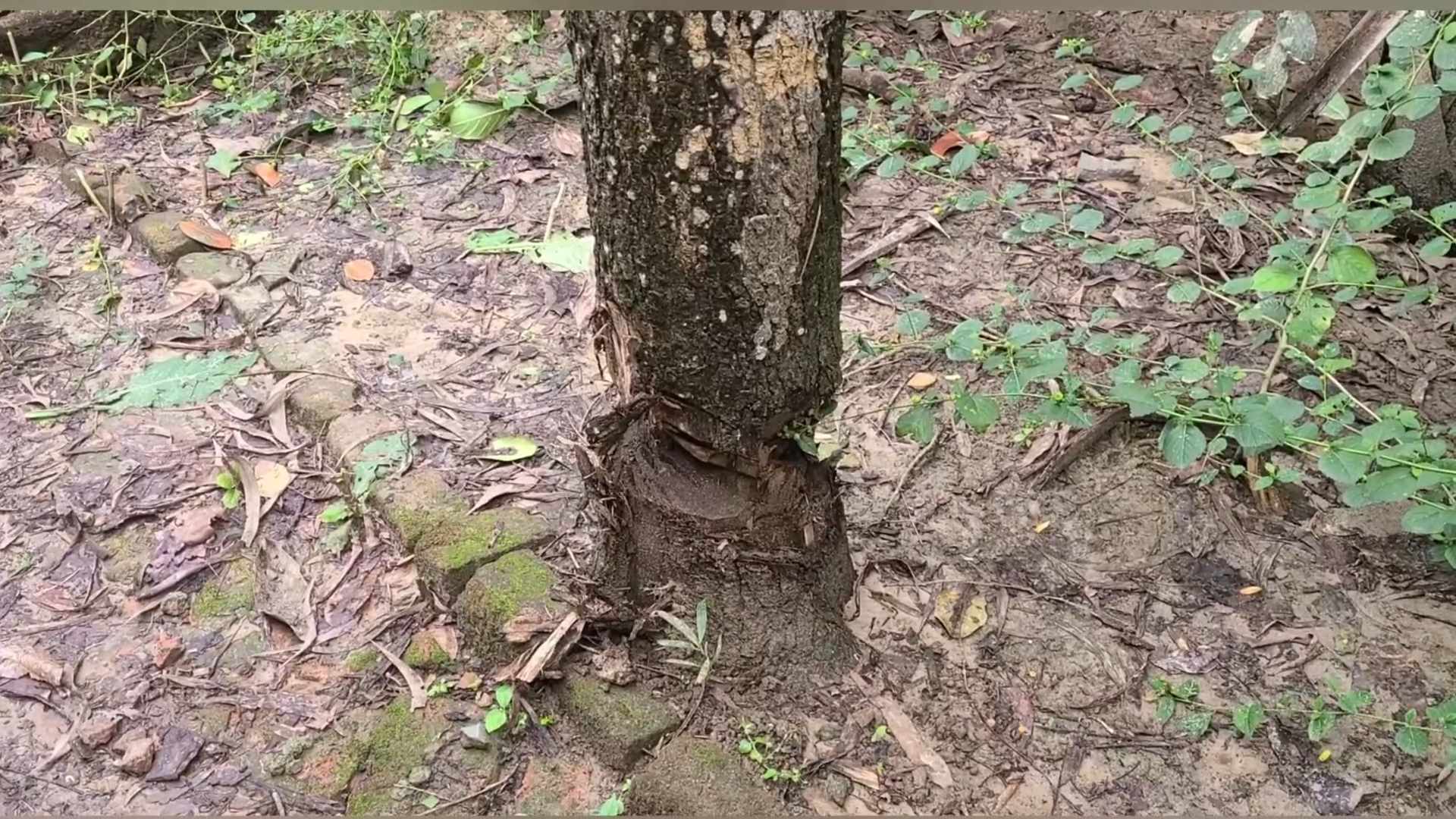 আক্কেলপুরে চলাচলের রাস্তা নিয়ে দ্বন্দ্ব, মালিকাধীন গাছ কাটার অভিযোগ