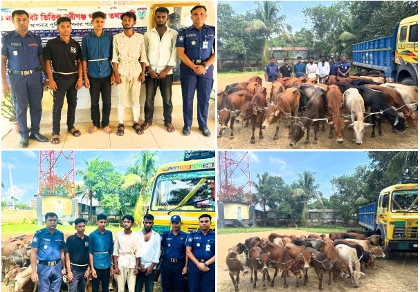 নবীগঞ্জে পুলিশের অভিযানে ৩৯টি গরুসহ ৪জন ডাকাত গ্রেফতার