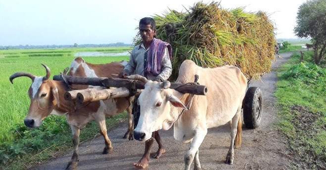গ্রামবাংলার ঐতিহ্যবাহী গরুর গাড়ি বিলুপ্তপ্রায়